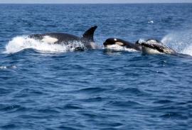 Whale-watching (Cadiz): With an expert guide on The Straits